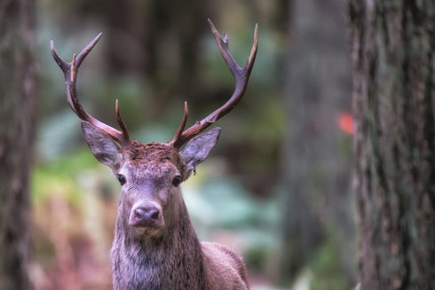 Stag in The Woods Art Canvas
